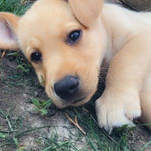 Meet your Posher, Genesis